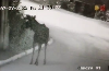 Тень на тощих ногах вырвалась из глубин леса Кузбасса в цивилизацию - видео