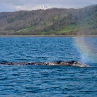 Десятки краснокнижных китов из Калифорнии приплыли на кормежку к берегам Камчатки
