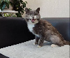 Кошку, спасённую из вагона с углём, приютил транспортный полицейский из Улан-Удэ